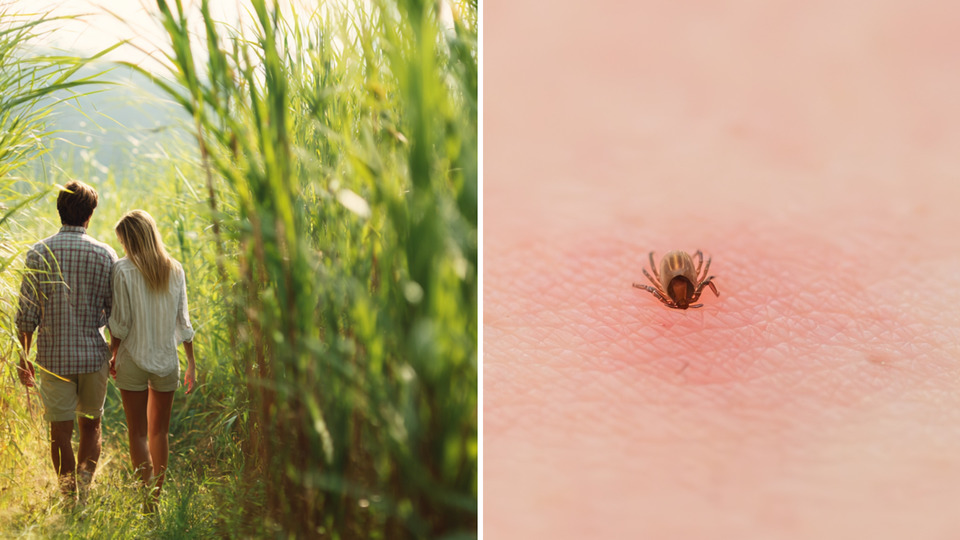 Як виглядає укус кліща